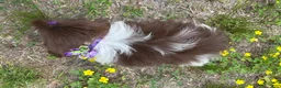 Shih Tzu dogs for sale: Violet - Ad 4