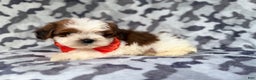Shihpoo dogs for sale: Chestnut - Ad 6