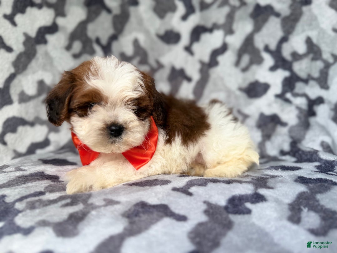 Shihpoo dogs for sale: Chestnut - Ad 6