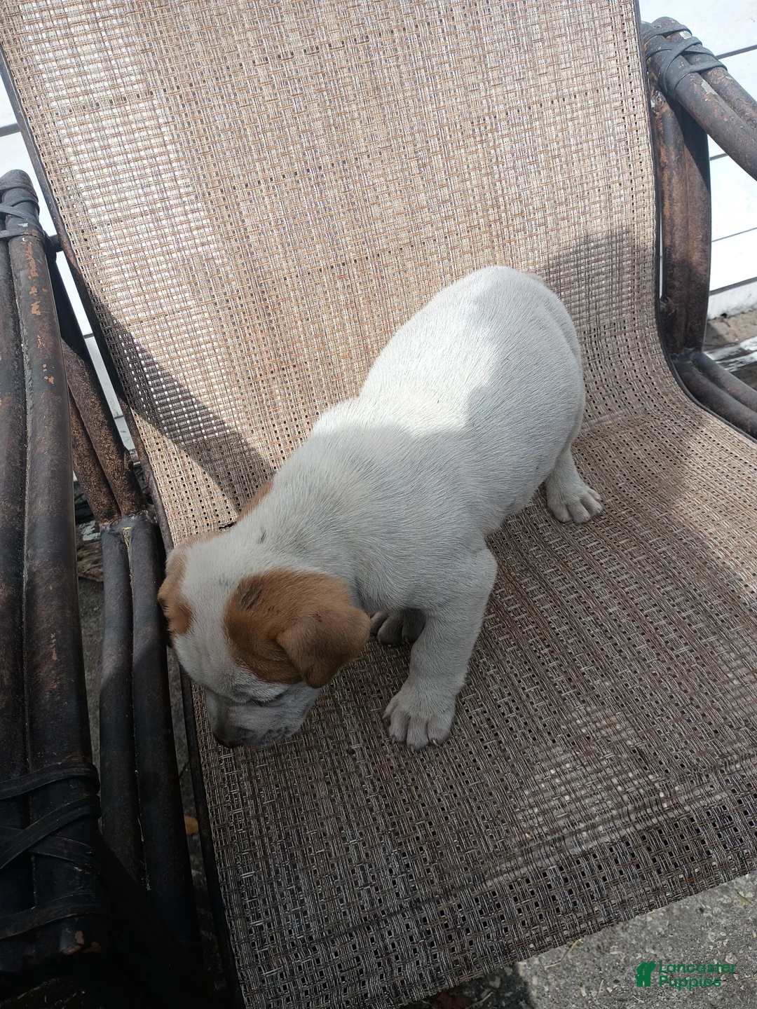 American Pit Bull Terrier dogs for sale: American Pit Bull Terrier Puppy 2 - Ad 1