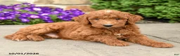 Mini Goldendoodle dogs for sale: Tommy - Ad 3