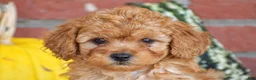 Miniature Poodle dogs for sale: Peter - Ad 2