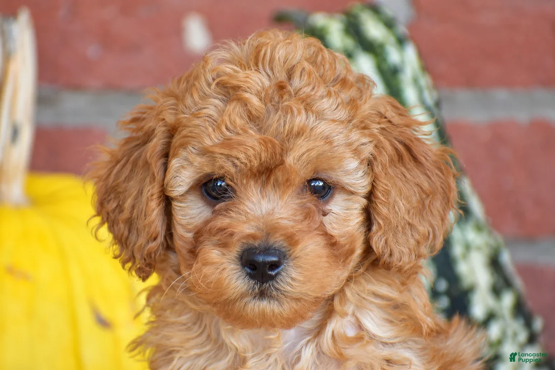 Miniature Poodle dogs for sale: Peter - Ad 2
