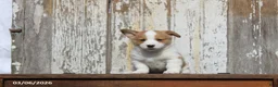 Welsh Corgi Pembroke dogs for sale: Roscoe - Ad 1