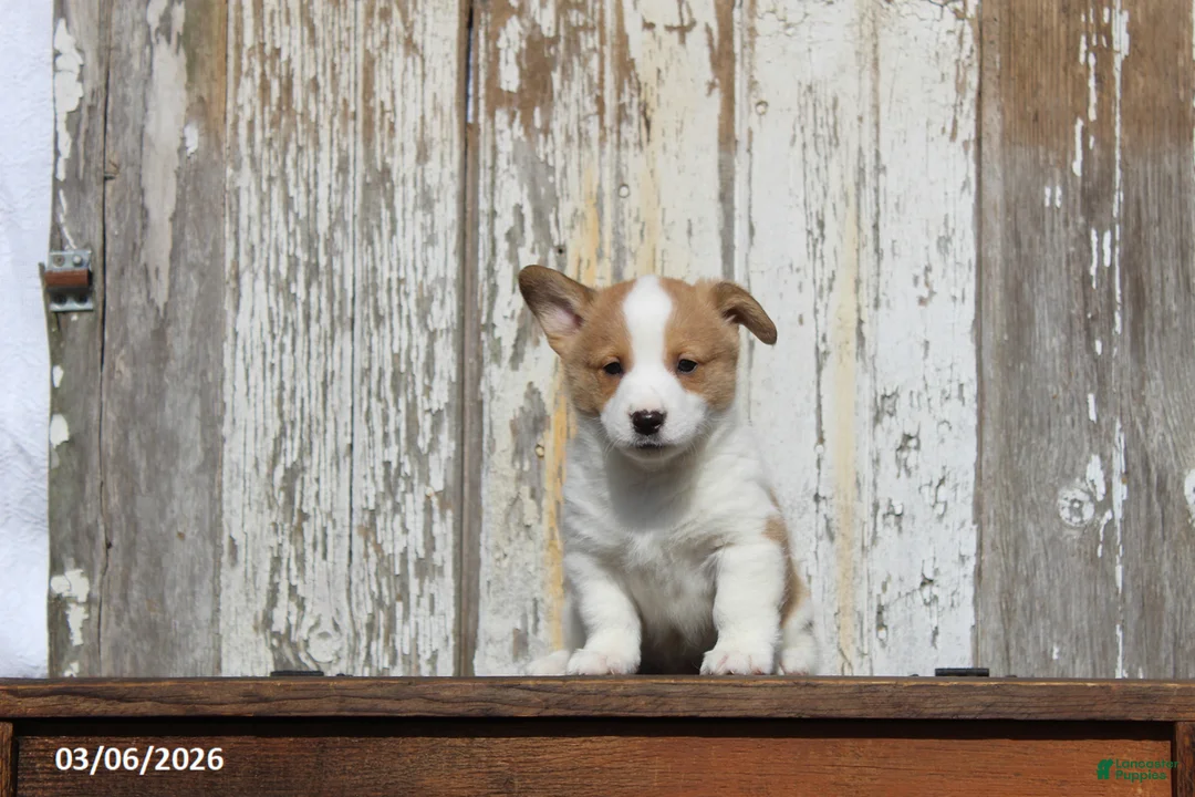 Welsh Corgi Pembroke dogs for sale: Roscoe - Ad 1