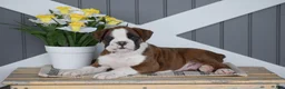 Boxer dogs for sale: Atlas - Ad 1