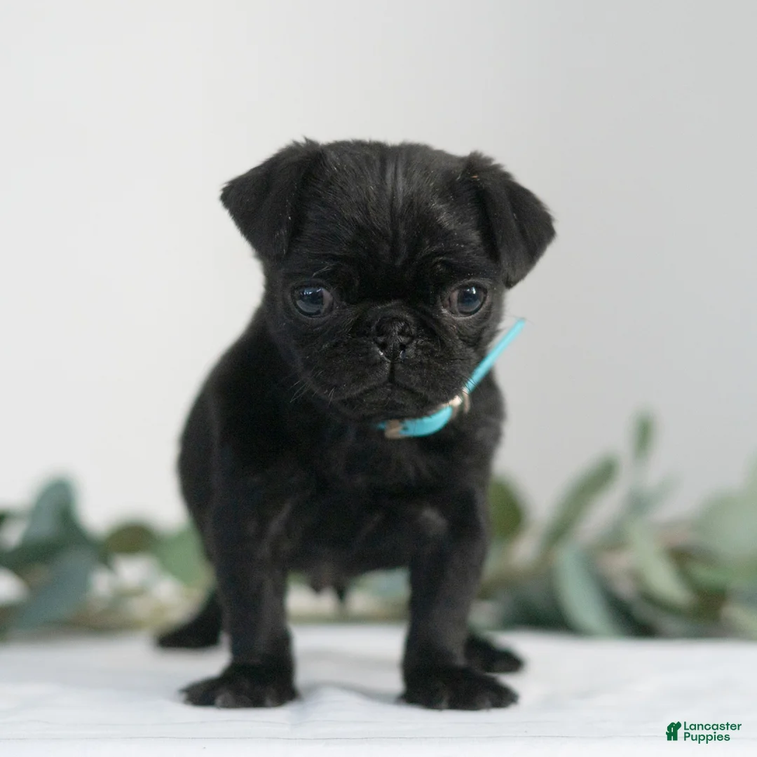 Pug dogs for sale: Thomas  - Ad 4