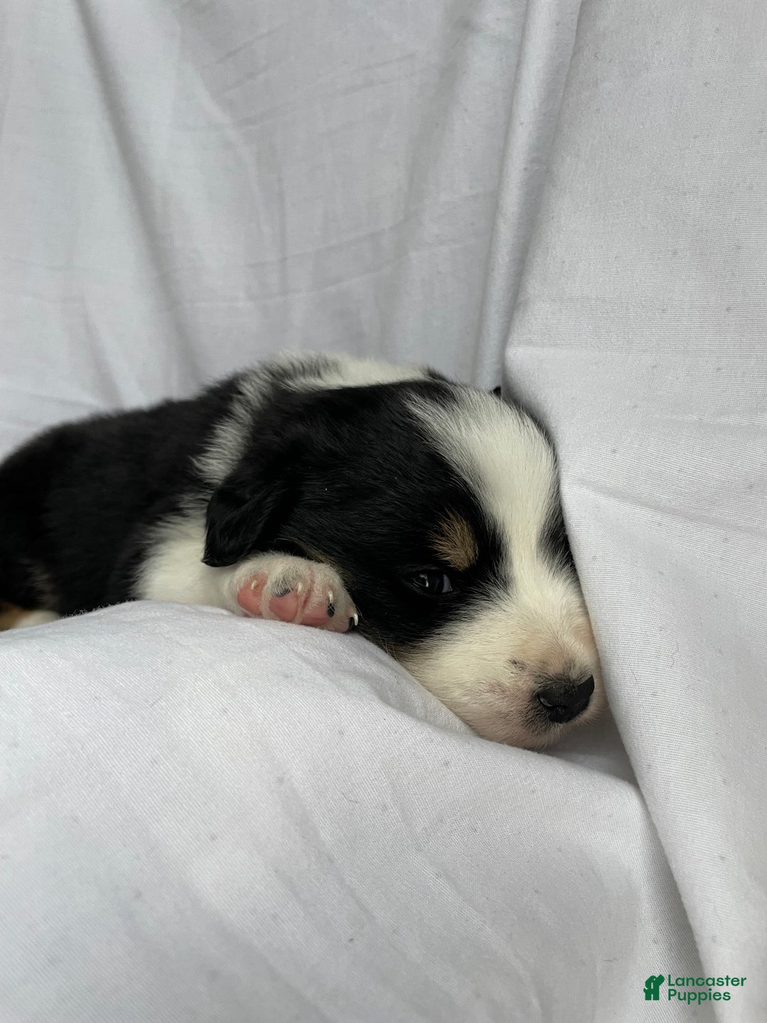 Australian Shepherd dogs for sale: Chance - Ad 8