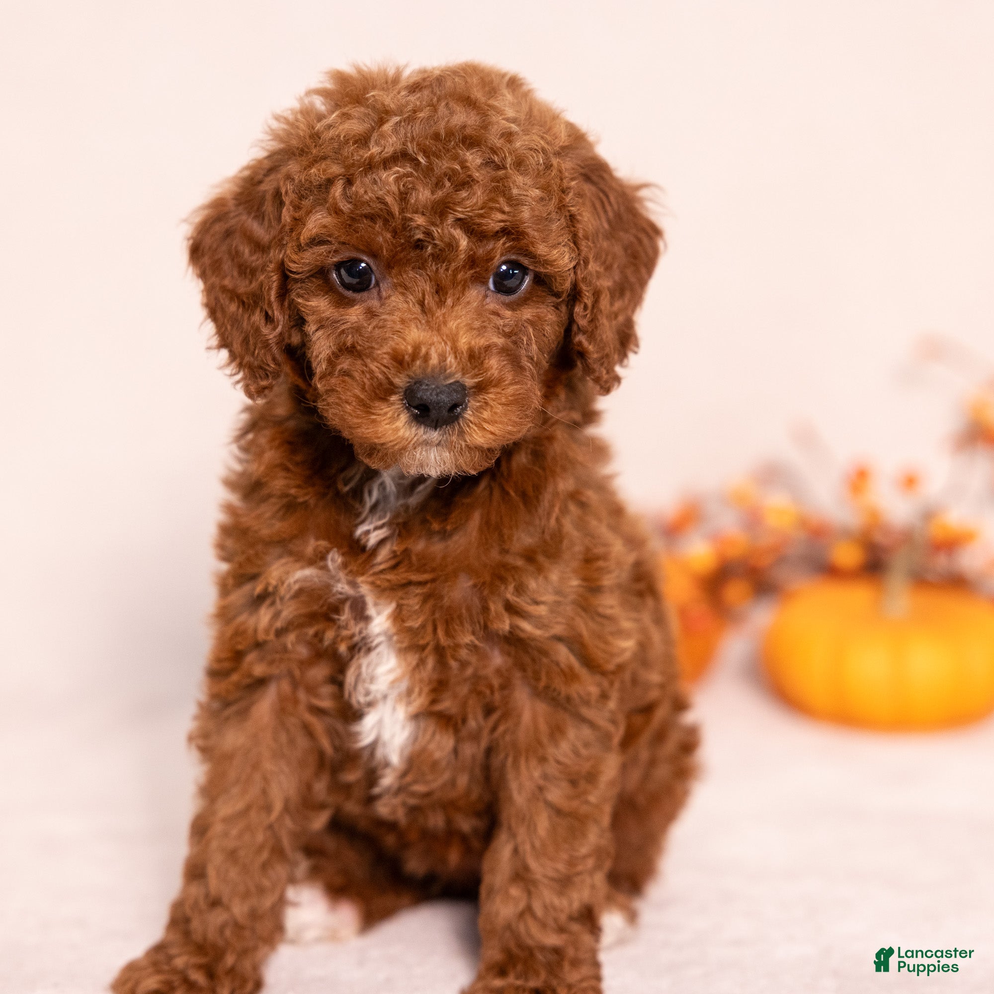 Miniature Poodle dogs for sale: Nevaeh - Ad 1