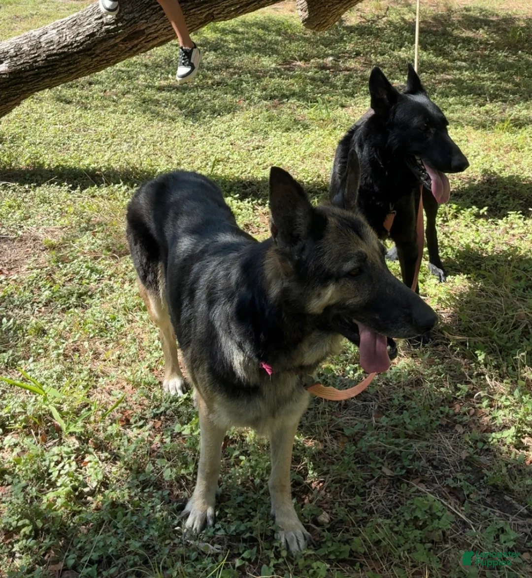 German Shepherd dogs for sale:  Puppy 4 - Ad 2