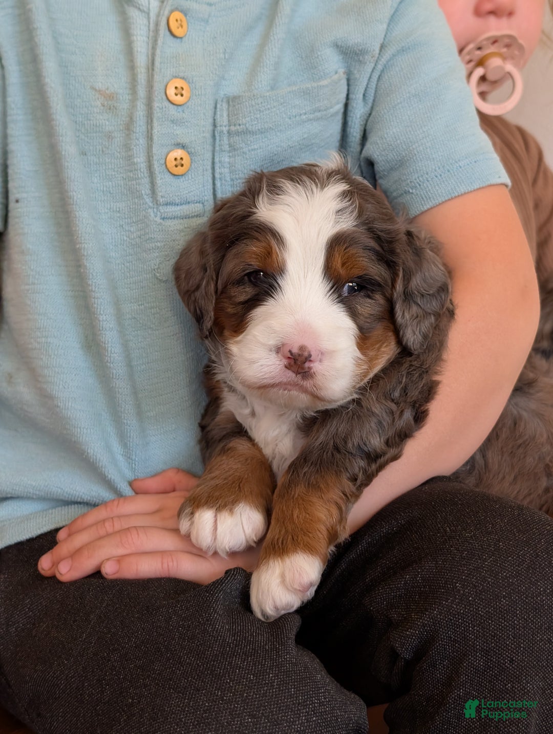 Mini Bernedoodle dogs for sale: Mini Marlo  - Ad 11
