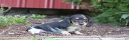 Miniature Dachshund dogs for sale: Bella - Ad 9
