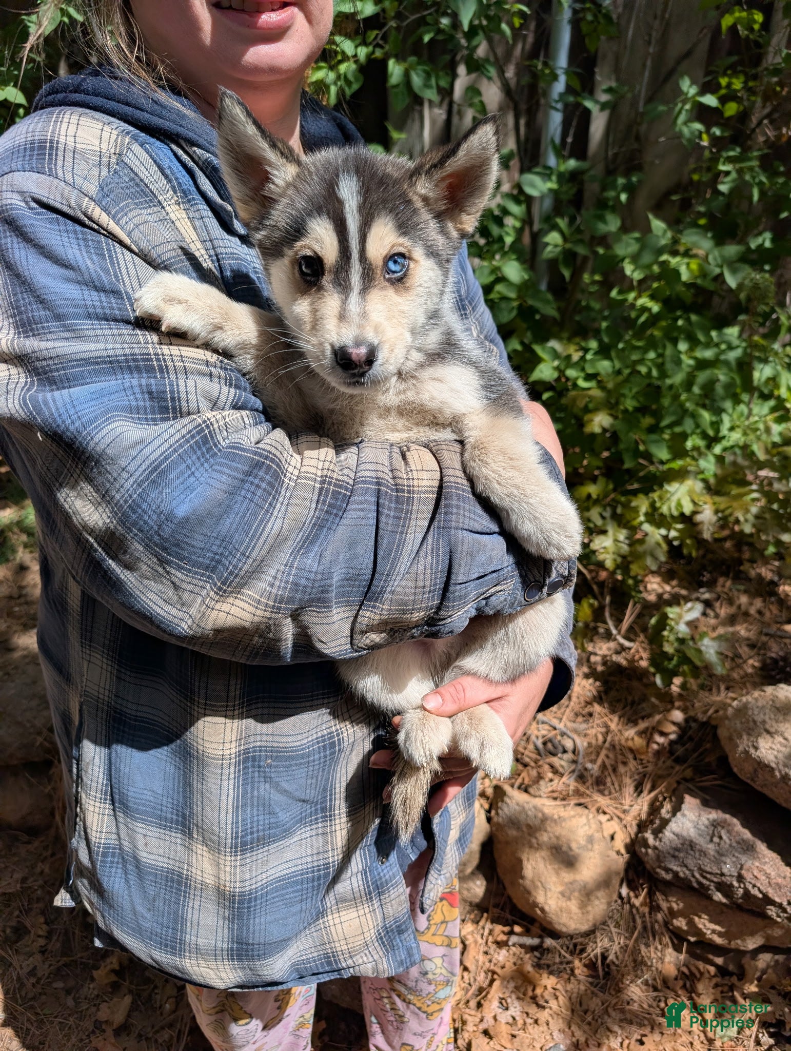 Mixed Breed dogs Vader or Stormy - Ad 4