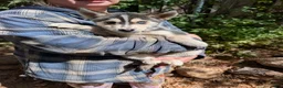 Mixed Breed dogs for sale: Vader or Stormy - Ad 1
