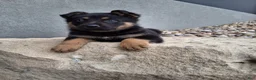 German Shepherd dogs for sale: Karl - Ad 6