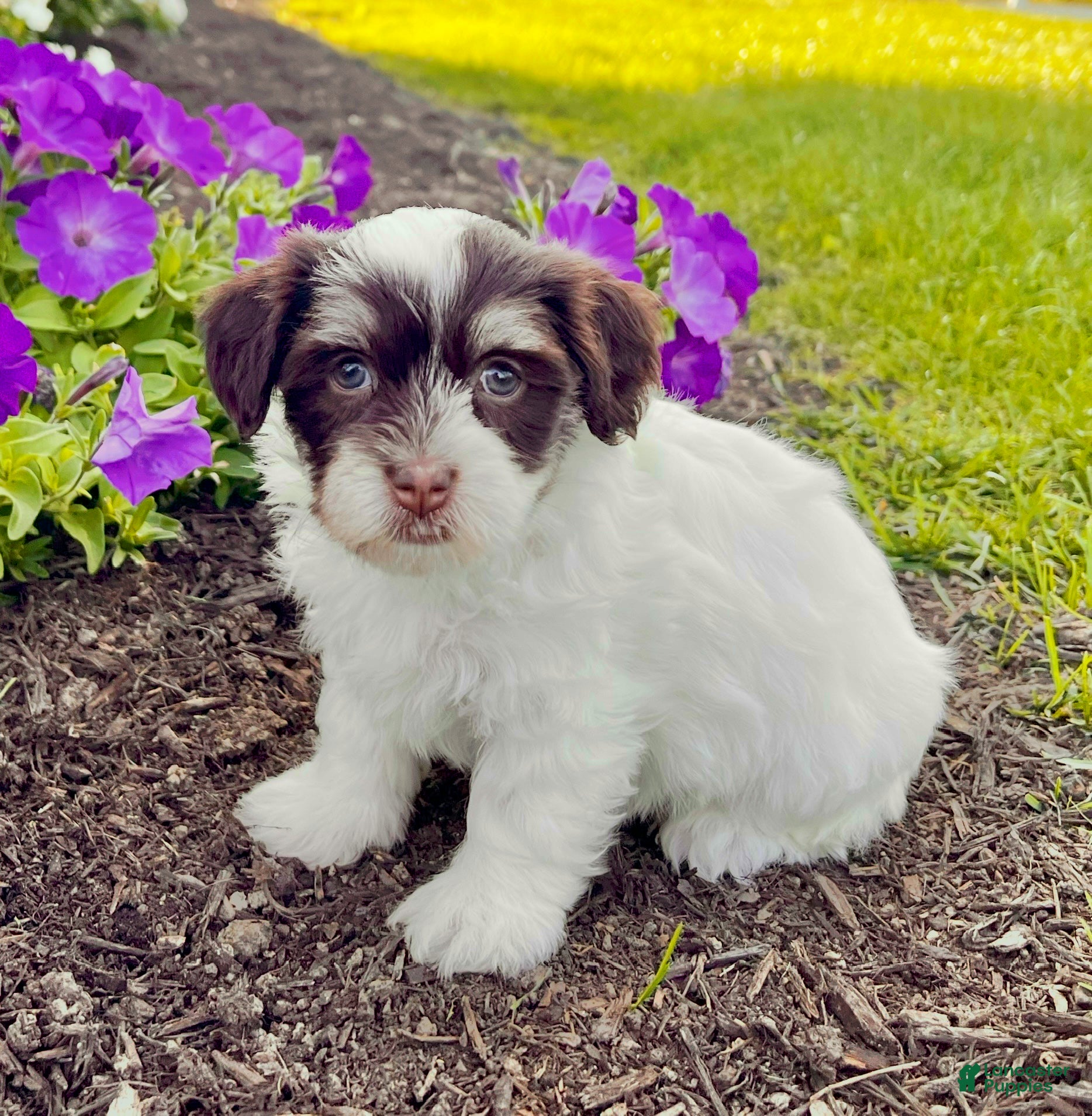 Havanese dogs Allie - Ad 36