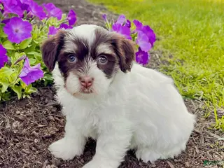 Havanese dogs Allie - Ad 13