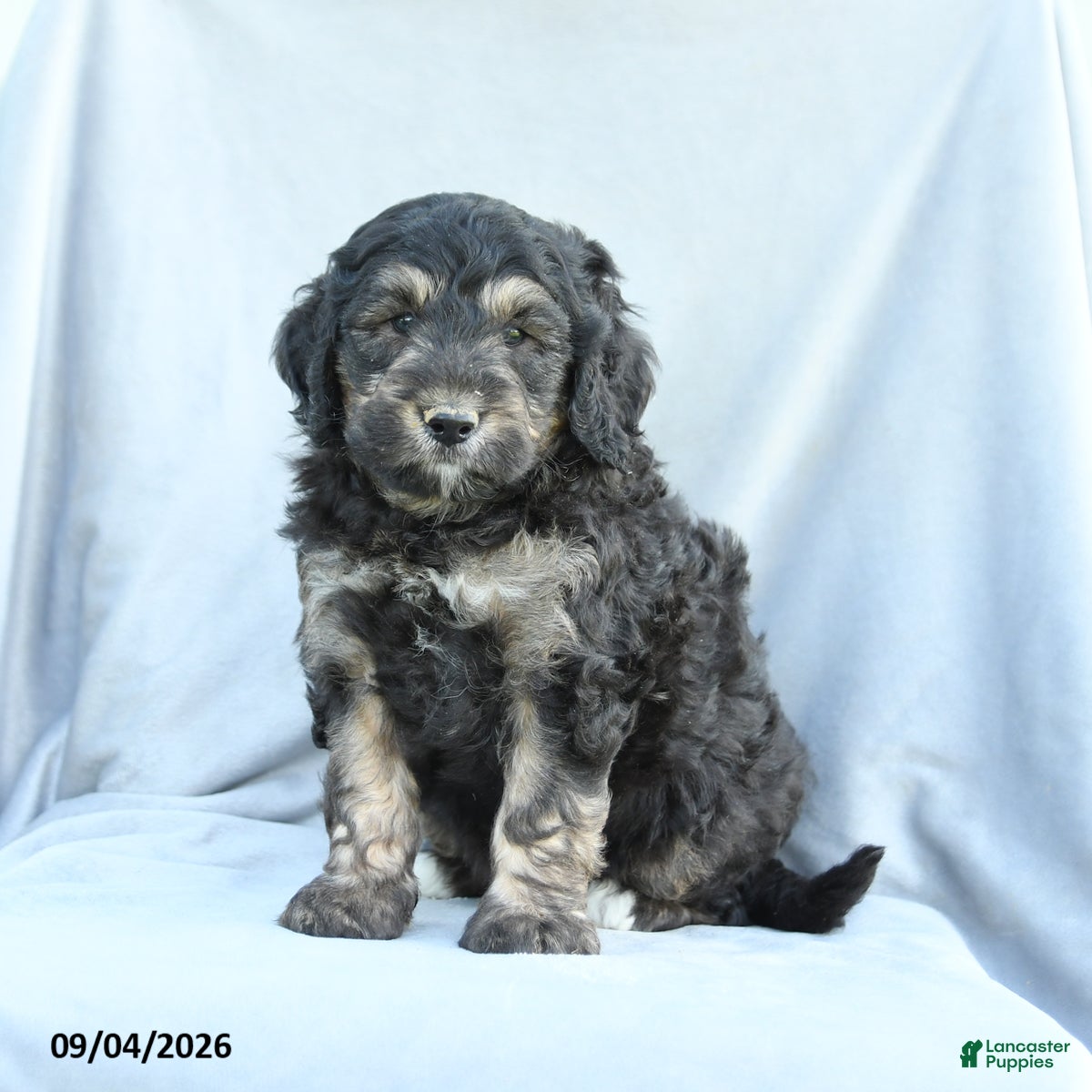Mini Bernedoodle dogs Monty - Ad 2