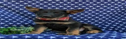 German Shepherd dogs for sale: Powell - Ad 4