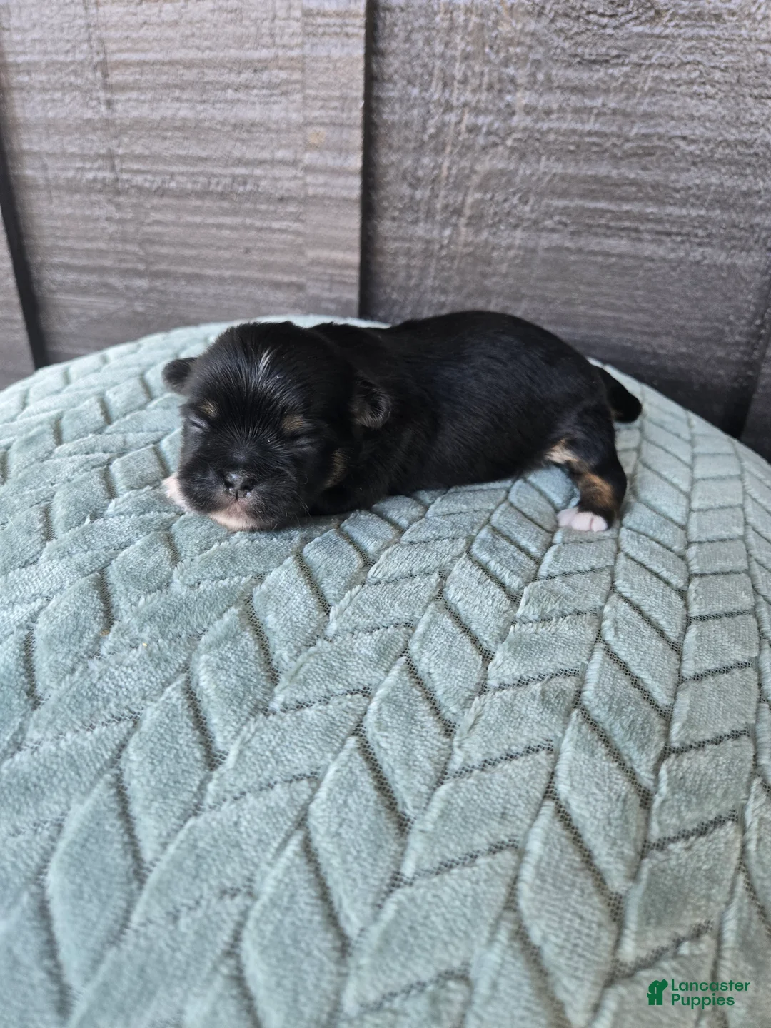 Mixed Breed dogs for sale: Shinese Luke - Ad 1