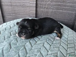Mixed Breed dogs Shinese Luke - Ad 9
