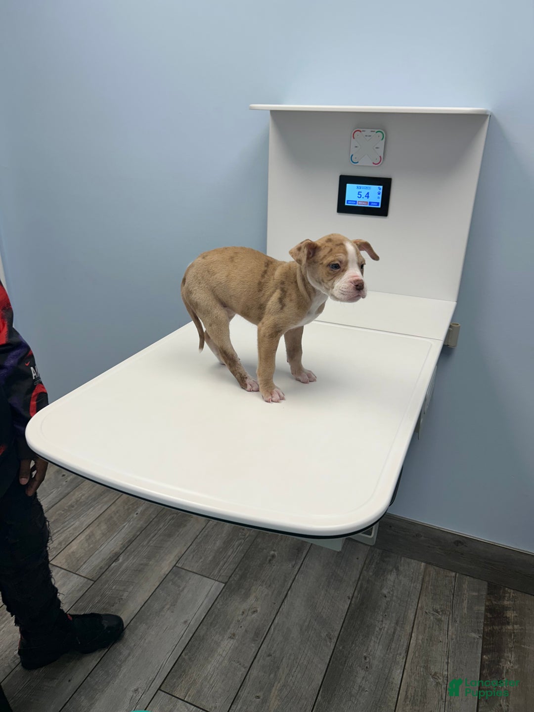 Mixed Breed dogs for sale: Alapaha bully  - Ad 3