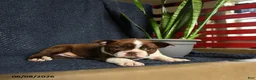 Boston Terrier dogs for sale: Falcon - Ad 4