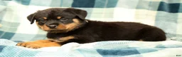 Rottweiler dogs for sale: Rambo - Ad 5
