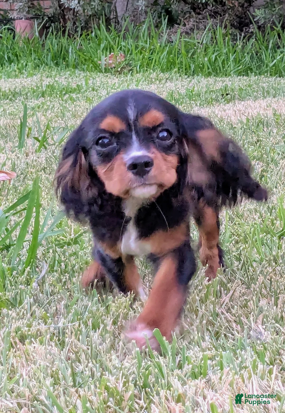 Cavalier King Charles Spaniel dogs for sale: Sock - Ad 2