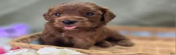 Cockapoo dogs for sale: Milan - Ad 24