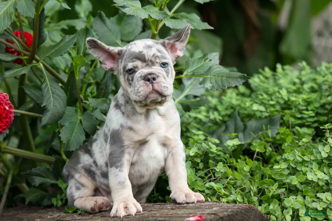 French Bulldog dogs for sale: Memphis  - Ad 1