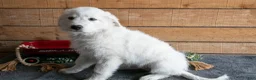 Maremma Sheepdog dogs for sale: Birdie - Ad 3