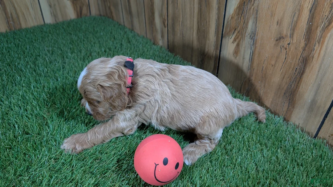 Cavapoo dogs for sale: Lizzy Girl 1 - Ad 4