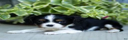 Cavalier King Charles Spaniel dogs for sale: Audrey - Ad 3