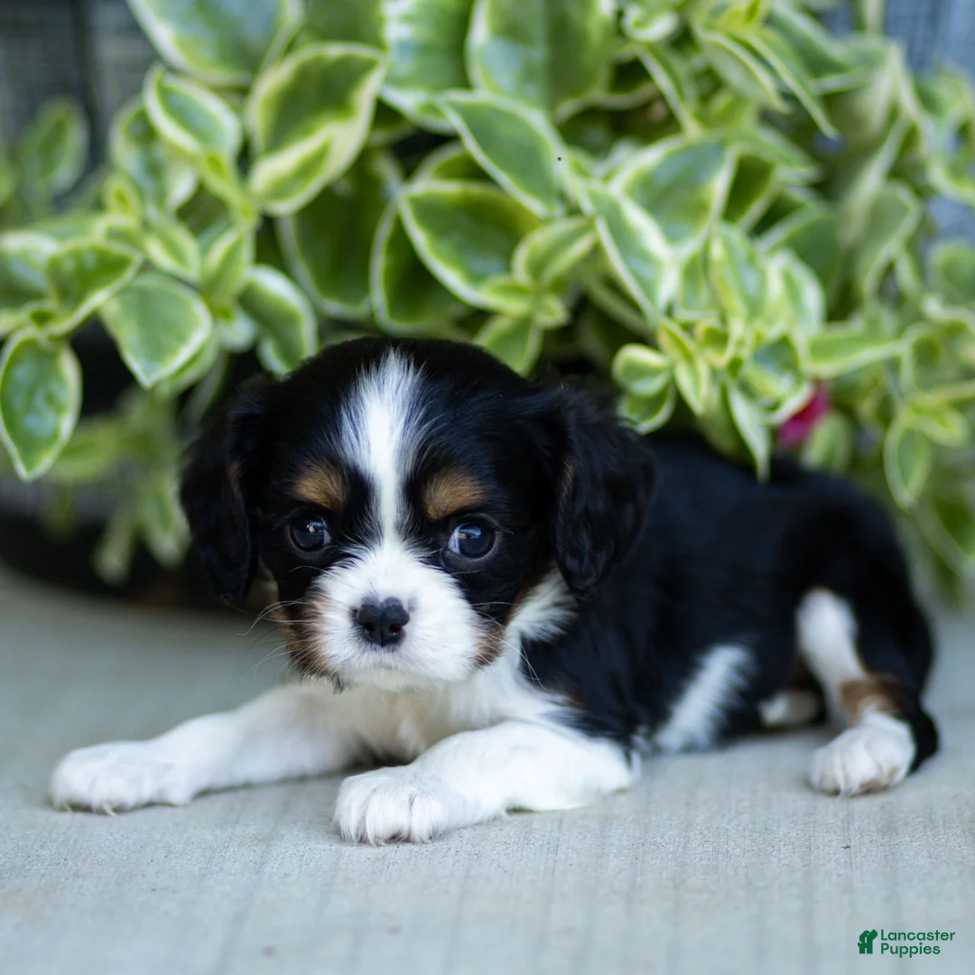 Cavalier King Charles Spaniel dogs for sale: Audrey - Ad 3