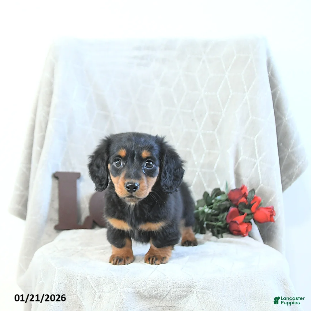 Miniature Dachshund dogs for sale: Milo - Ad 5