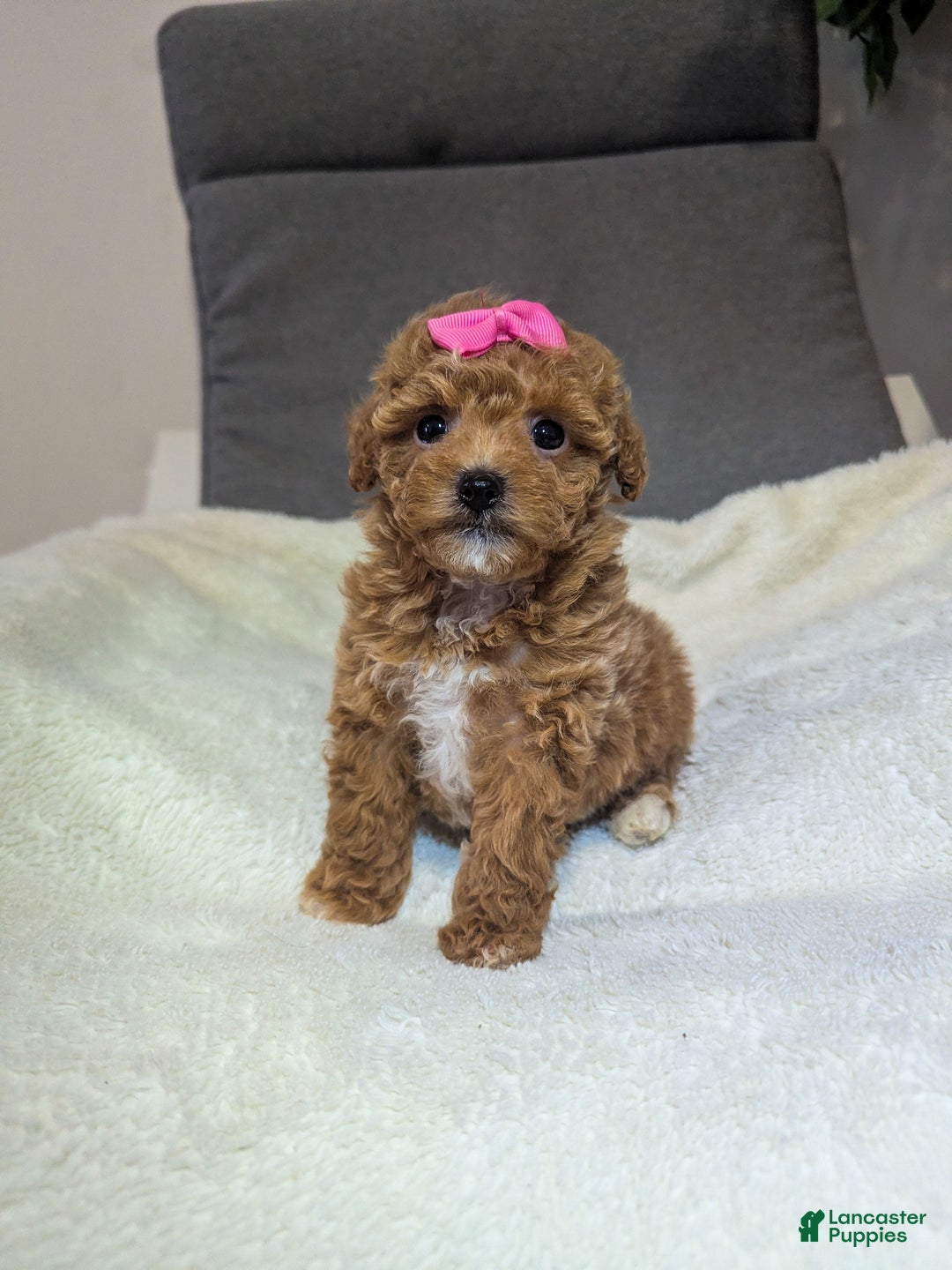 Toy Poodle dogs for sale: Gigi - Ad 4