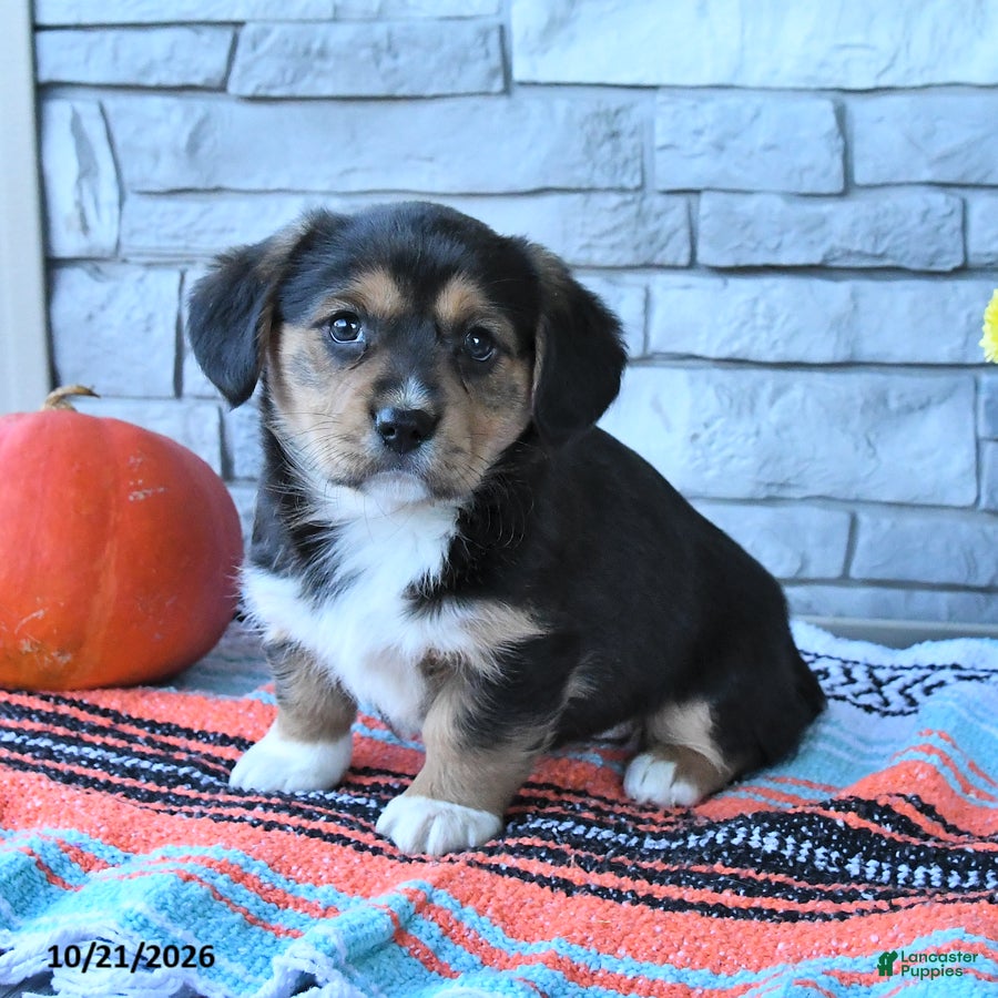 Mixed Breed dogs for sale: Stella - Ad 2