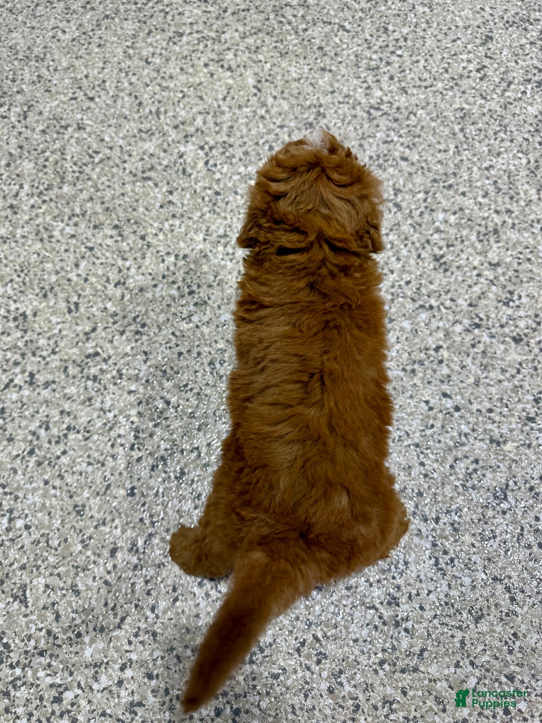 Mini Goldendoodle dogs for sale: Cole - Ad 4