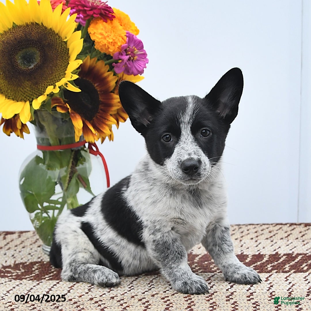 Corgi Blue Heeler Puppies Corgi And Red Heeler Mix Border Collie