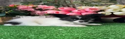 Papillon dogs for sale: Racer - Ad 2