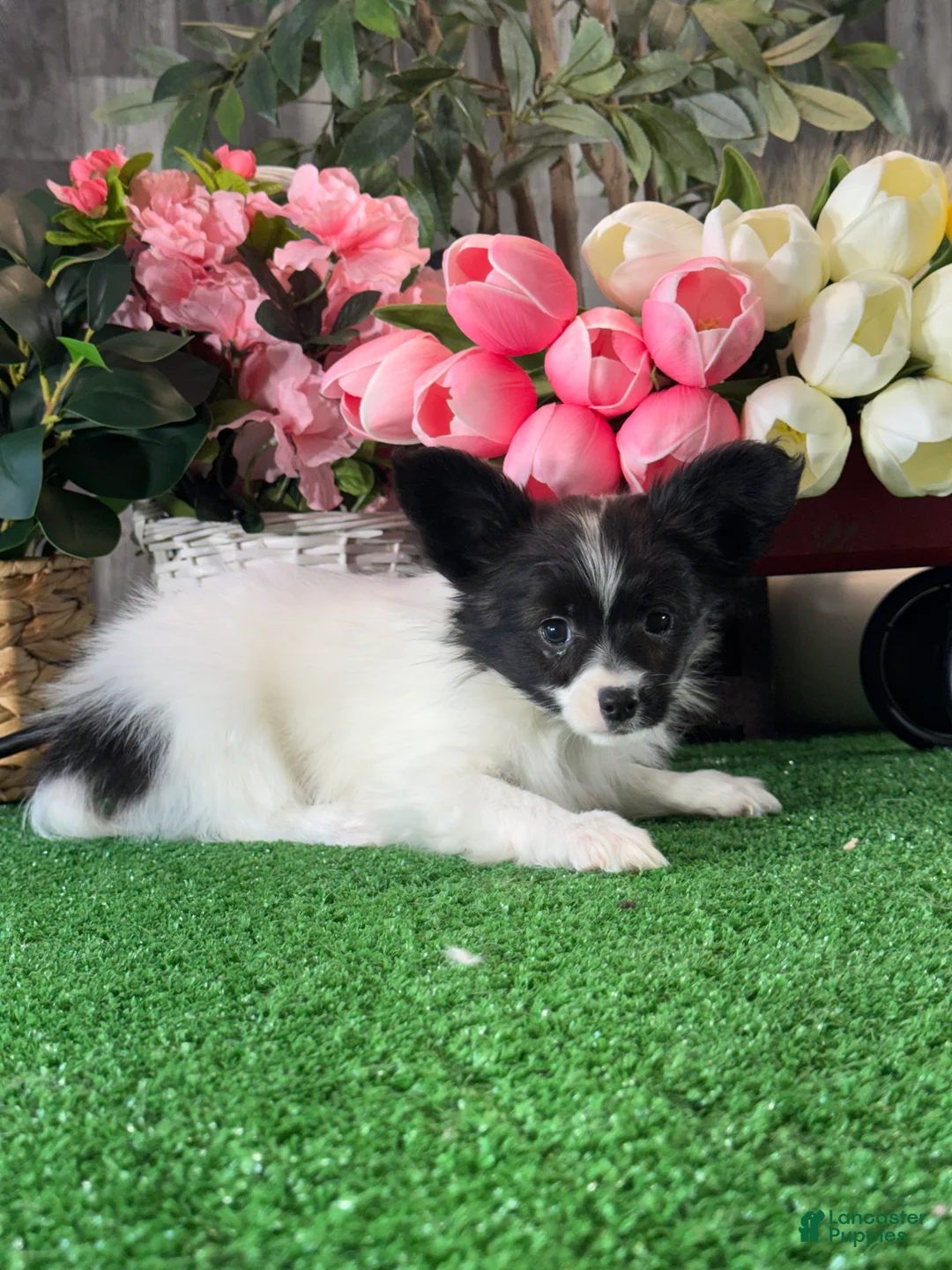 Papillon dogs for sale: Racer - Ad 2