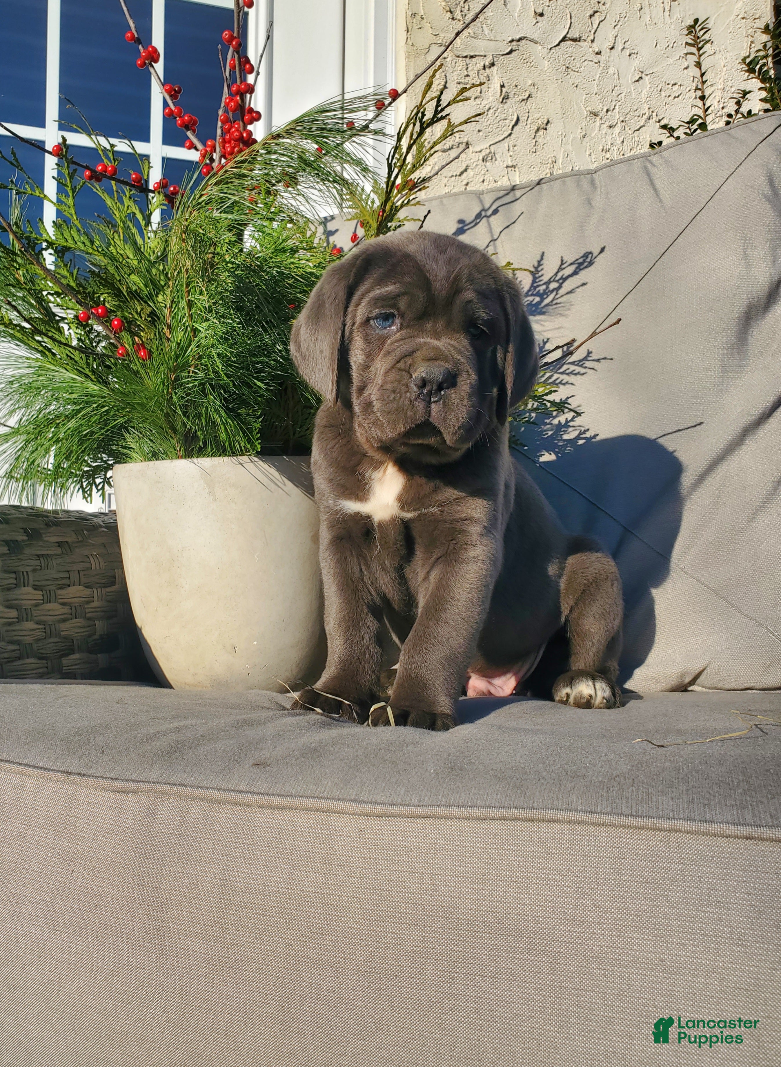 Cane Corso dogs Duke - Ad 20