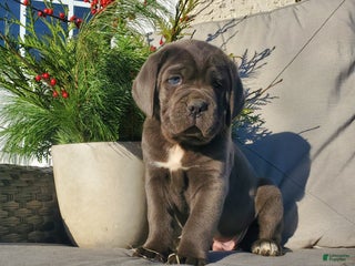 Cane Corso dogs Duke - Ad 20