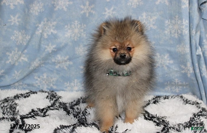 Pomeranian dogs Major - Ad 27