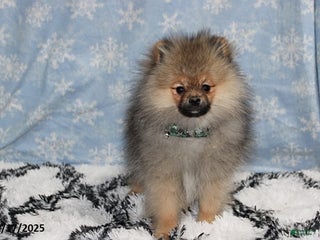 Pomeranian dogs Major - Ad 19
