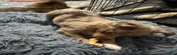 Chihuahua dogs for sale: Chihuahua 5 ready to go tomorrow  - Ad 3