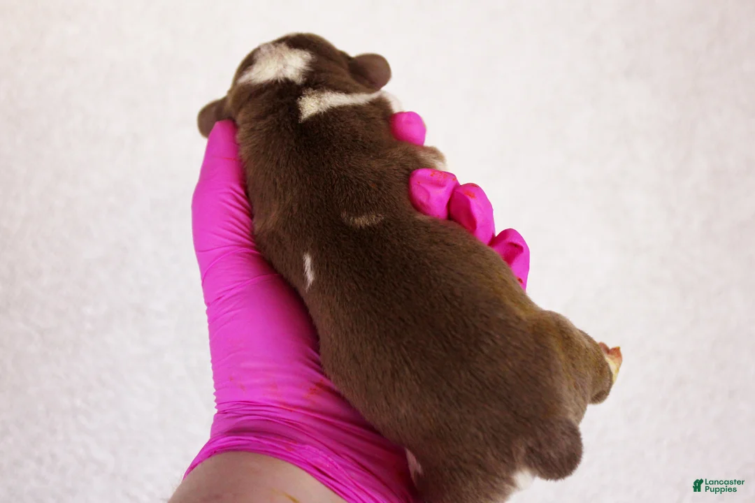 American Bully dogs for sale: Chocolate Tri Merle Male - Ad 2
