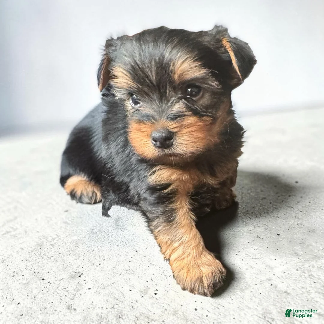 Yorkshire Terrier dogs for sale: Boy 1 - Ad 1