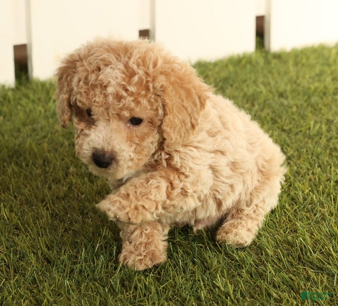 Bichpoo dogs for sale: Ike - Ad 8